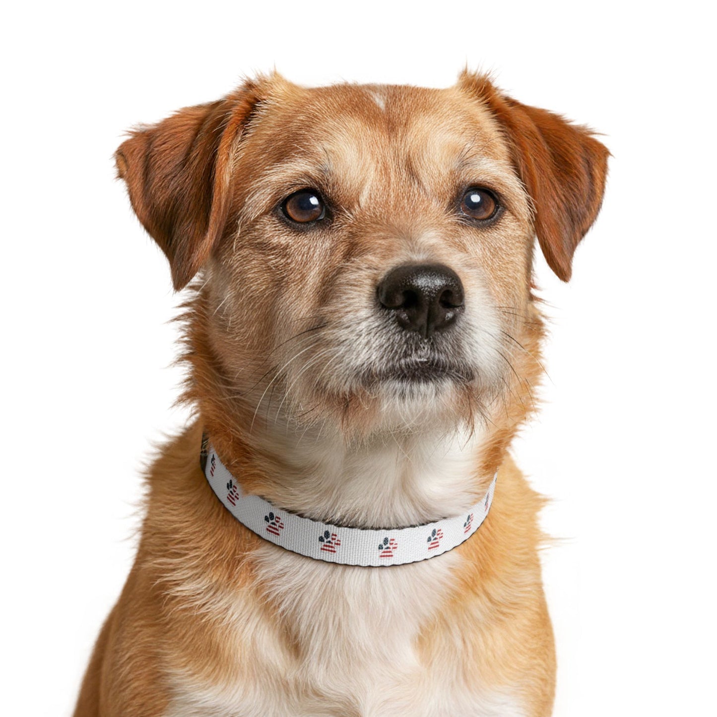 American Flag Paw Print Collar | Clip-on Pet Collar